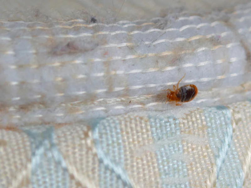 close up of a bed bug crawling down a mattress before bed bug treatment lancaster pa