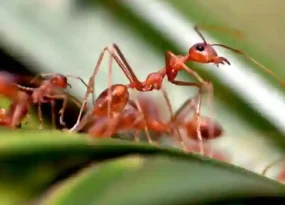 Ants