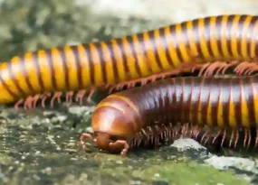 Millipedes