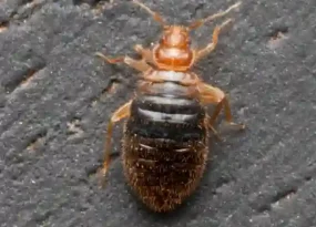 Bed Bug