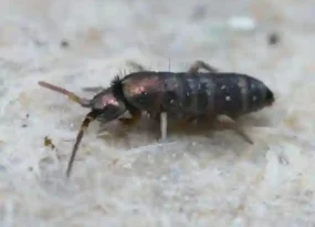 Springtail