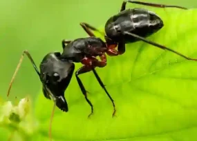 Carpenter Ants