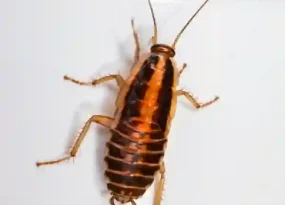 Cockroach