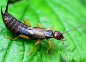 Earwigs